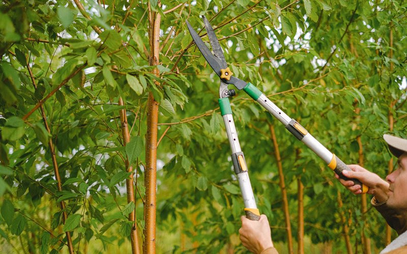 Tree trimming in Ree Heights, SD