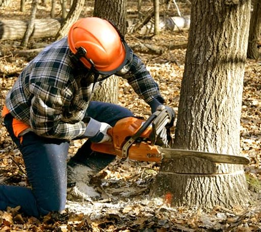 Tree Removal in Ree Heights, SD